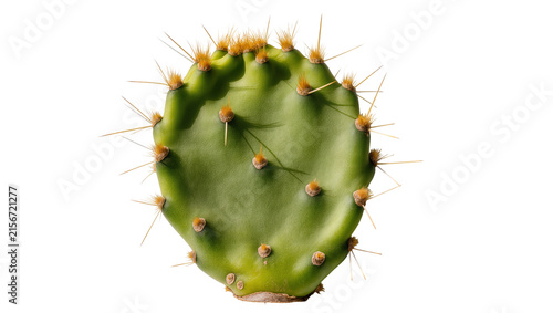 Canvastavla Green prickly pear cactus pad with sharp spines, isolated on transparent backgro