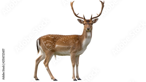 Majestic spotted fallow deer with large antlers, isolated on transparent background