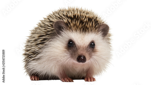 Bild auf Leinwand Small African pygmy hedgehog with spiky quills, isolated on transparent backgrou