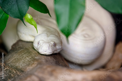 Fotografie Albino boa imperator - Boa imperator