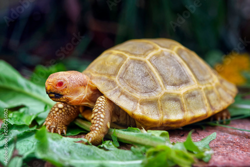 Baby albino galapagos giant tortoise - Chelonoidis nigra