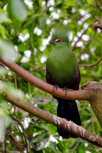 Guinea turaco - Tauraco persa,