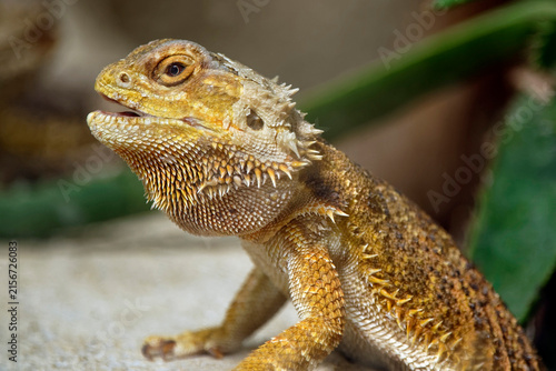 Central bearded dragon - Pogona vitticeps