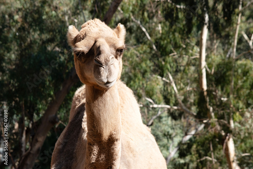 Obraz na plátne this is a close up of a camel