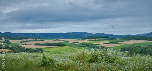 Patchwork Farm Fields and Rural Landscape in Hokkaido, Japan
