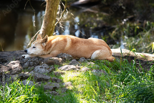 Konstfotografi the golden dingo is resting on the grass