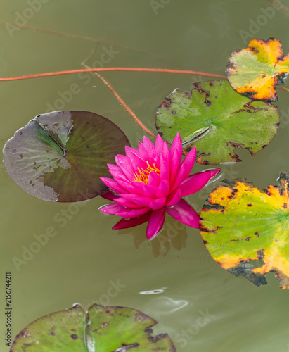 Nymphaea 'Mayla' bright pink water lily blooming among colorful lily pads