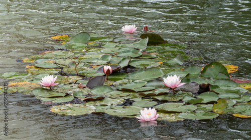 Nymphaea 'Rosennymphe' pale pink water lilies blooming in a garden pond