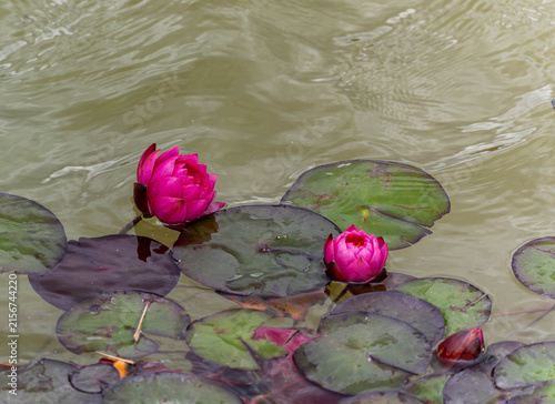 Nymphaea 'Pygmaea Rubra' dwarf red water lilies with buds in garden pond