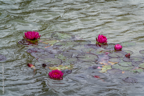 Nymphaea 'Pygmaea Rubra' dwarf water lilies flowering on rippled pond