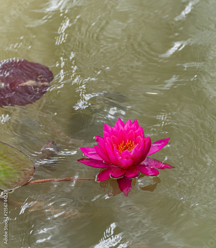 Nymphaea 'Mayla' vivid pink water lily blooming on rippled pond water