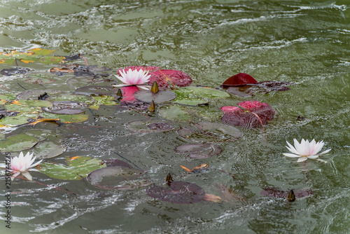 Nymphaea 'Fritz Junge' pale pink water lilies blooming in a garden pond