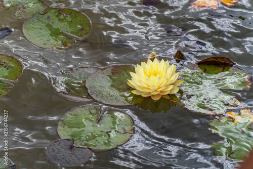Canvas Print Nymphaea 'Perry's Double Yellow' yellow water lily blooming among lily pads