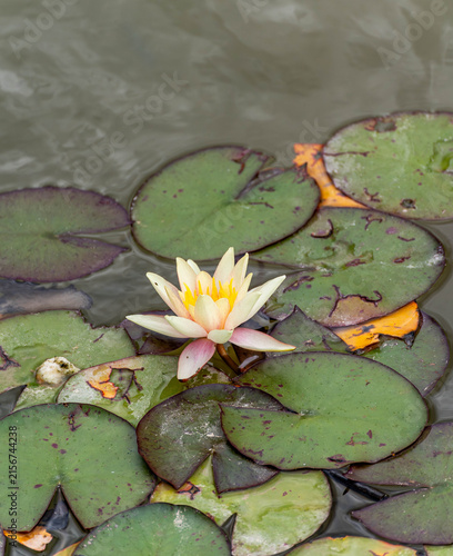 Nymphaea 'Sioux' multicolored water lily blooming among mottled lily pads