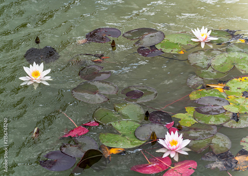 Nymphaea 'Rosennymphe' pink water lilies blooming among floating lily pads