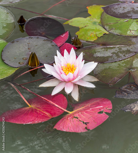 Nymphaea 'Marliacea Rosea' pale pink water lily blooming among colorful lily pads