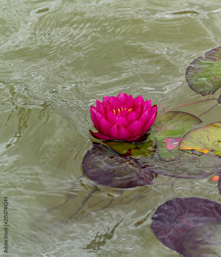 Nymphaea 'James Brydon' carmine red water lily blooming among dark lily pads

Keywords: