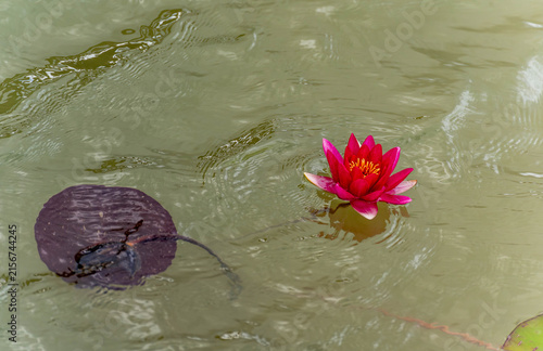 Nymphaea 'Attraction' red water lily blooming on rippled pond