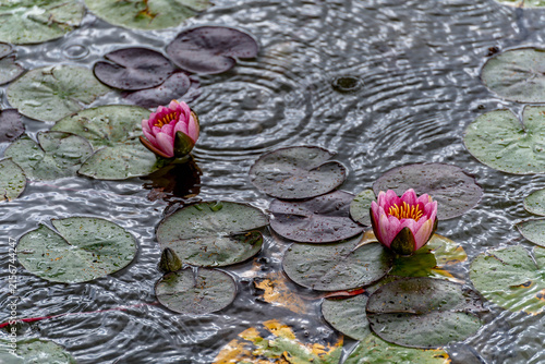 Nymphaea 'Pygmaea Rubra' miniature red water lilies blooming in rain