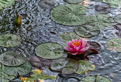 Nymphaea 'Pygmaea Rubra' dwarf red water lily blooming among lily pads