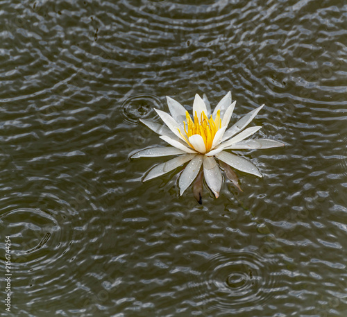 Nymphaea 'Arc-en-ciel' white water lily surrounded by raindrop ripples