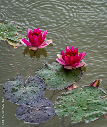 Nymphaea 'Burgundy Princess' dark red water lilies blooming in garden pond