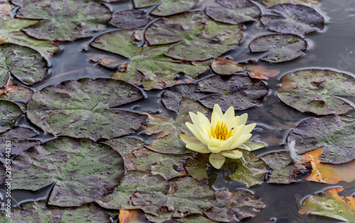Nymphaea 'Marliacea Chromatella' yellow water lily blooming among mottled lily pads