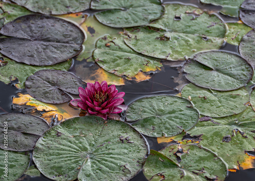 Nymphaea 'Almost Black' dark red water lily blooming among lily pads