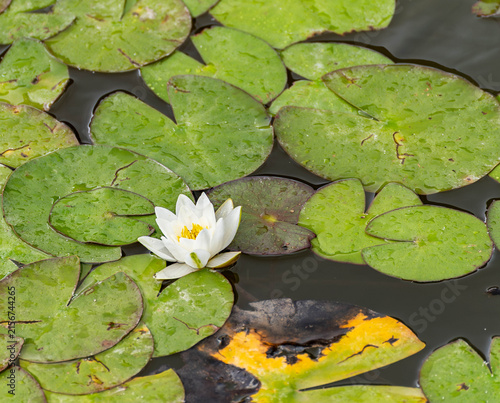 Nymphaea 'Albatros' white water lily blooming among green lily pads