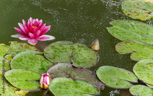 Nymphaea 'Attraction' red water lily blooming in a garden pond