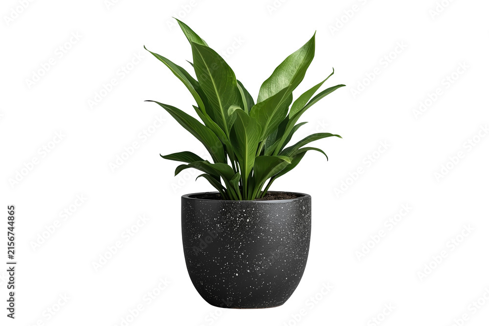 Fototapeta premium Tall leafy indoor plant in a black speckled planter