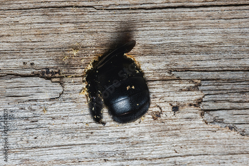 Cuadro en lienzo Carpenter bee excavating nest tunnel in weathered wood