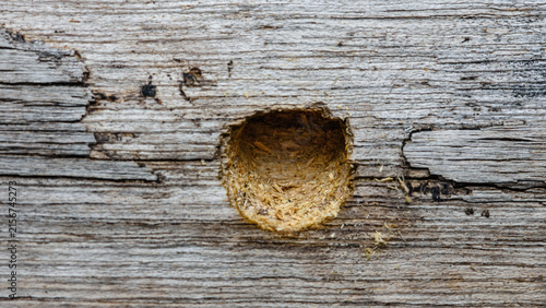 Carpenter bee creating nest hole in wood beam