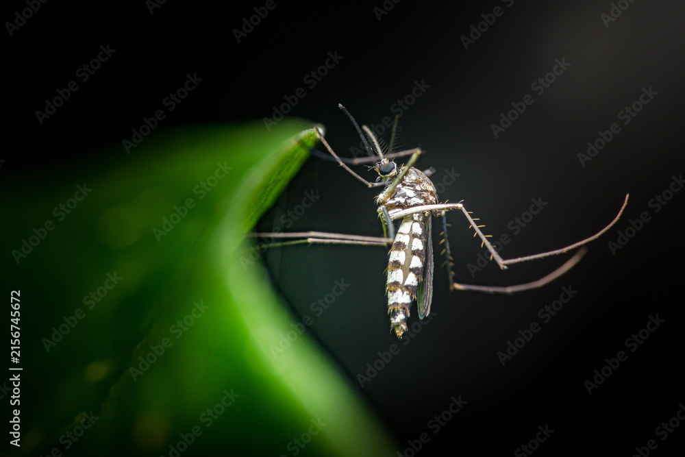 Fototapeta premium Mosquito hanging on leaf, transmitting diseases
