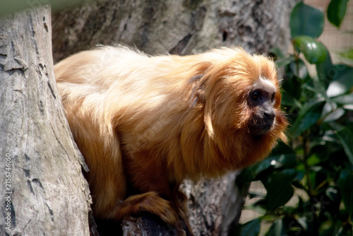 Photography The golden lion tamarin is on a tree