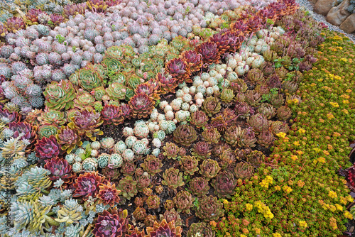 Vibrant succulent garden .The perfect low-maintenance garden inspiration