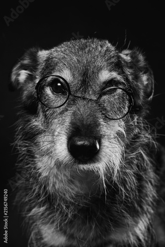 A grey  and white wolf-like mongrel dog with glasses. A costumed studio photo of the mongrel. Toned image, black and white. Selective focus
