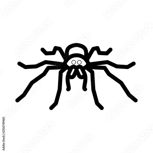 spider on a white background