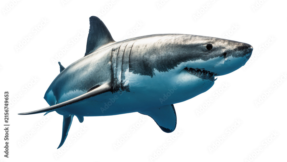 Fototapeta premium Great white shark with sharp teeth, isolated on transparent background