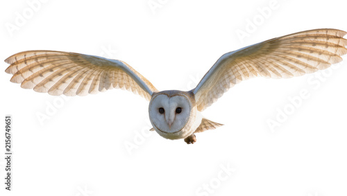 Quadro su tela Barn owl with outstretched wings flying forward, isolated on transparent backgro
