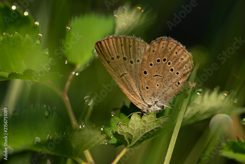 Fotografie Scarce large blue butterfly Phengaris teleius resting on a dewy burnet leaf