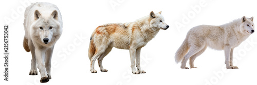 Canvas Print Majestic white wolves in various poses, showcasing their beautiful fur and wild grace