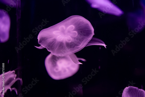 A vibrant bioluminescent purple jellyfish swims through the dark deep ocean water, creating a mesmerizing abstract display of graceful aquatic movement and mysterious glowing life