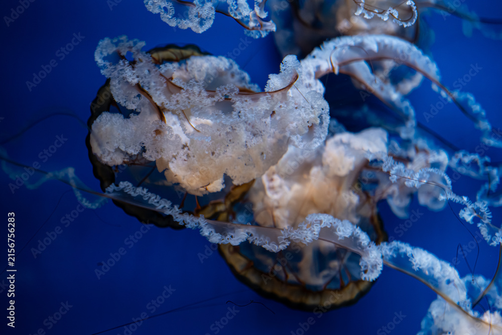 © Alina - A white jellyfish with long delicate tentacles swims slowly in deep blue ocean water, capturing the tranquil and hypnotic beauty of marine life within an aquatic nature environment © Alina - A white jellyfish with long delicate tentacles swims slowly in deep blue ocean water, capturing the tranquil and hypnotic beauty of marine life within an aquatic nature environment