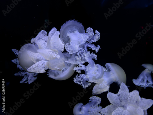 Fotografía A group of white jellyfish swim through dark ocean water to create an ethereal u