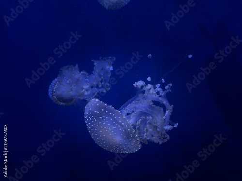 Принти на полотні A spotted jellyfish swims gracefully through dark blue aquarium water, showcasin