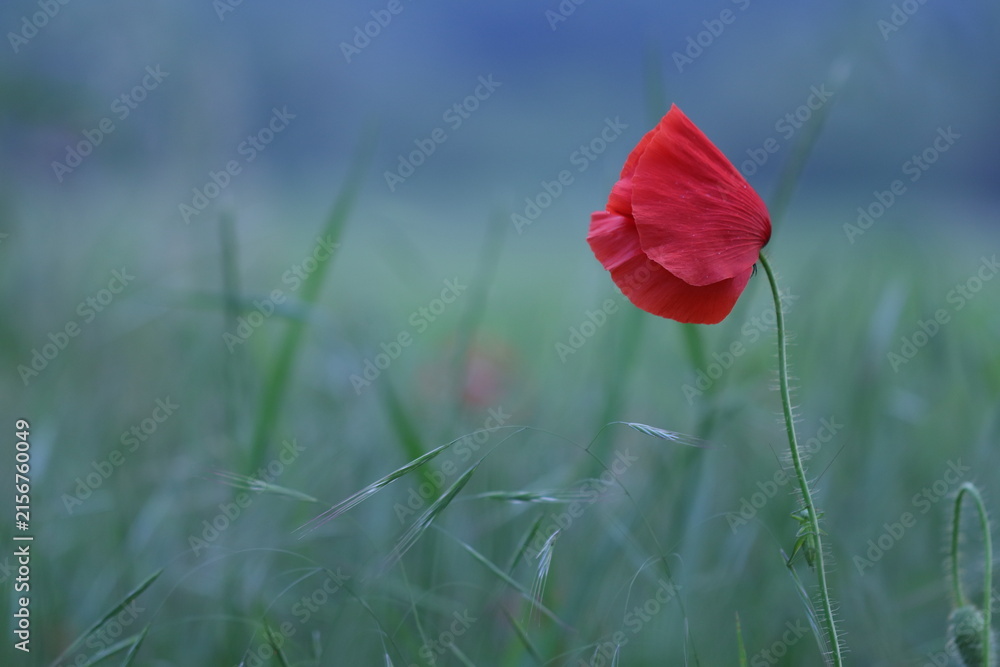 Obraz premium fiore di papavero in primavera al tramonto