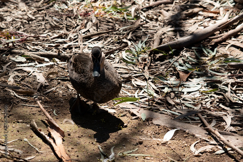 Canvastavla the pacific black duck is wandering  through vegetation
