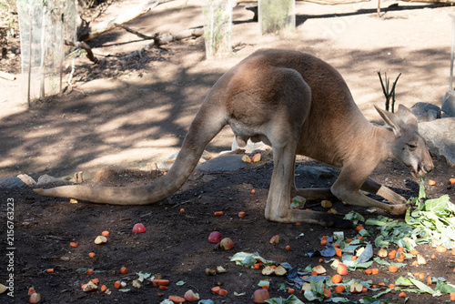 Canvas Print this is a side view of a red kangaroo eating vrgetables
