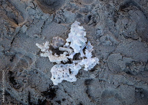Foto 산호,모래,일레오세르프섬,Ile aux Cerfs Island,모리셔스